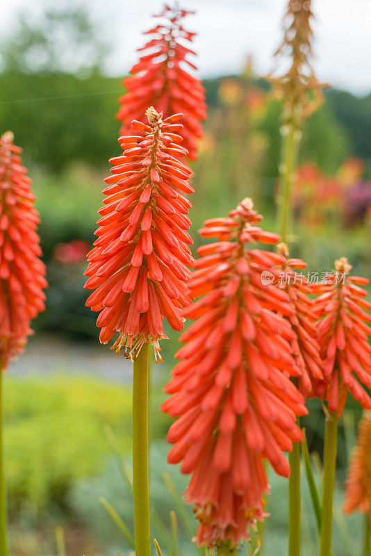 三瓣花(Kniphofia Vsp)或火炬百合的花